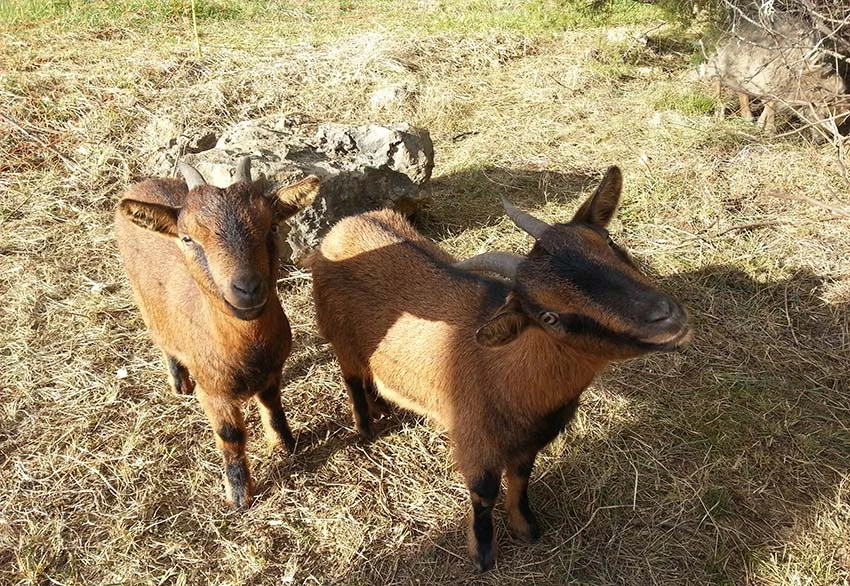 Camping ferme pédagogique ardeche
